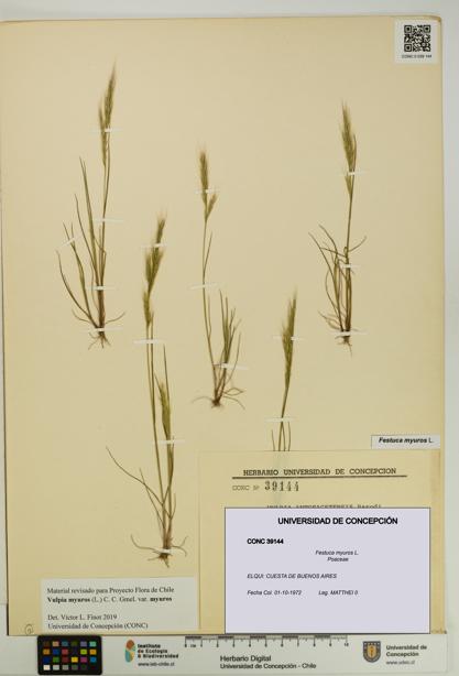 Festuca myuros [Espécimen: UDEC:CONC:0039144]