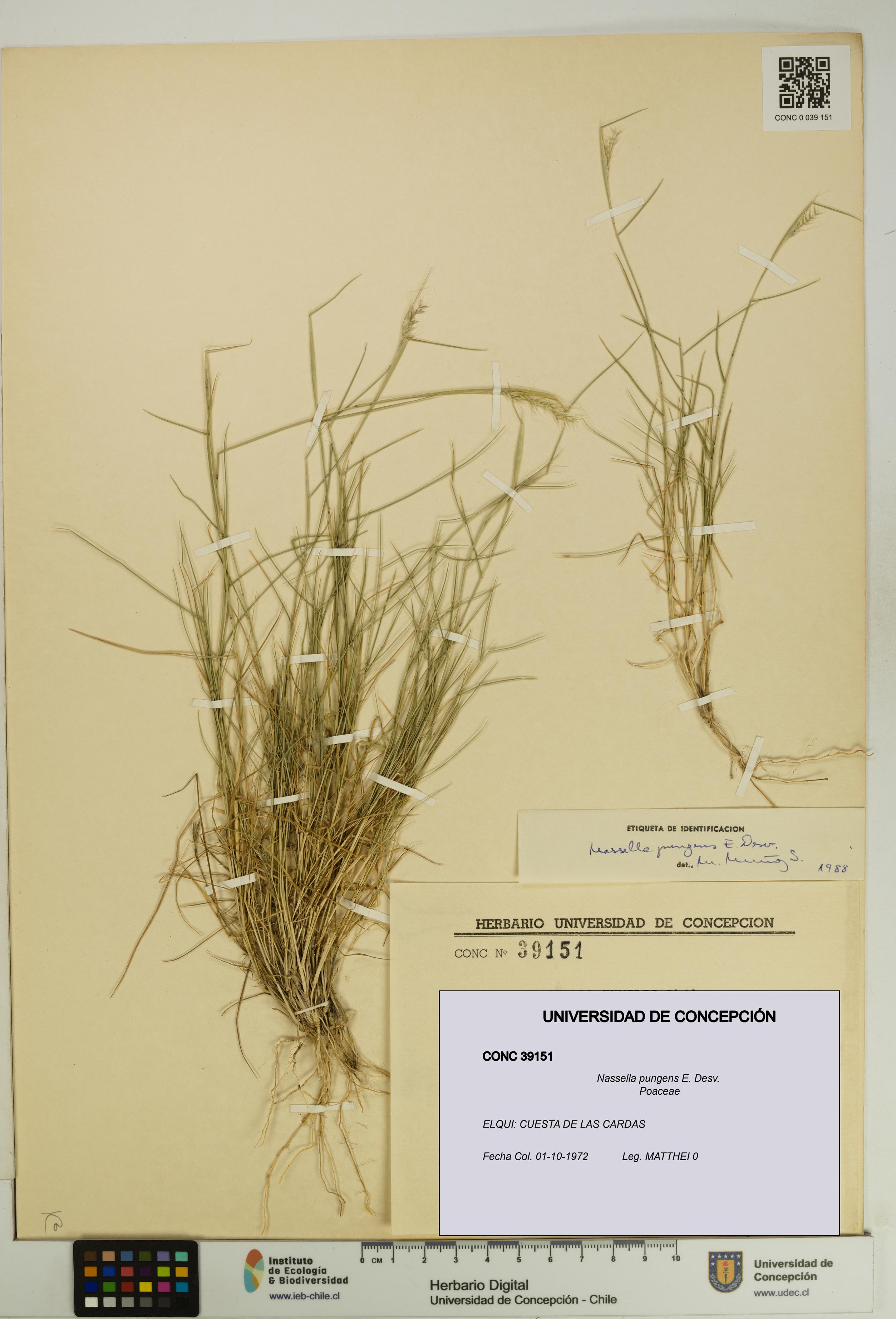 Nassella pungens [Espécimen: UDEC:CONC:0039151]