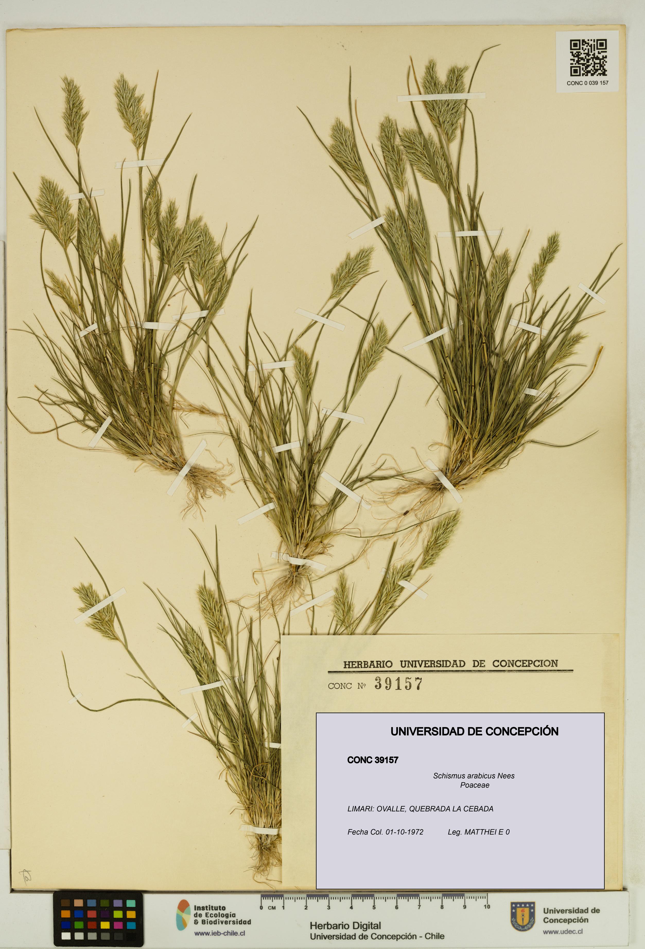 Schismus arabicus [Espécimen: UDEC:CONC:0039157]