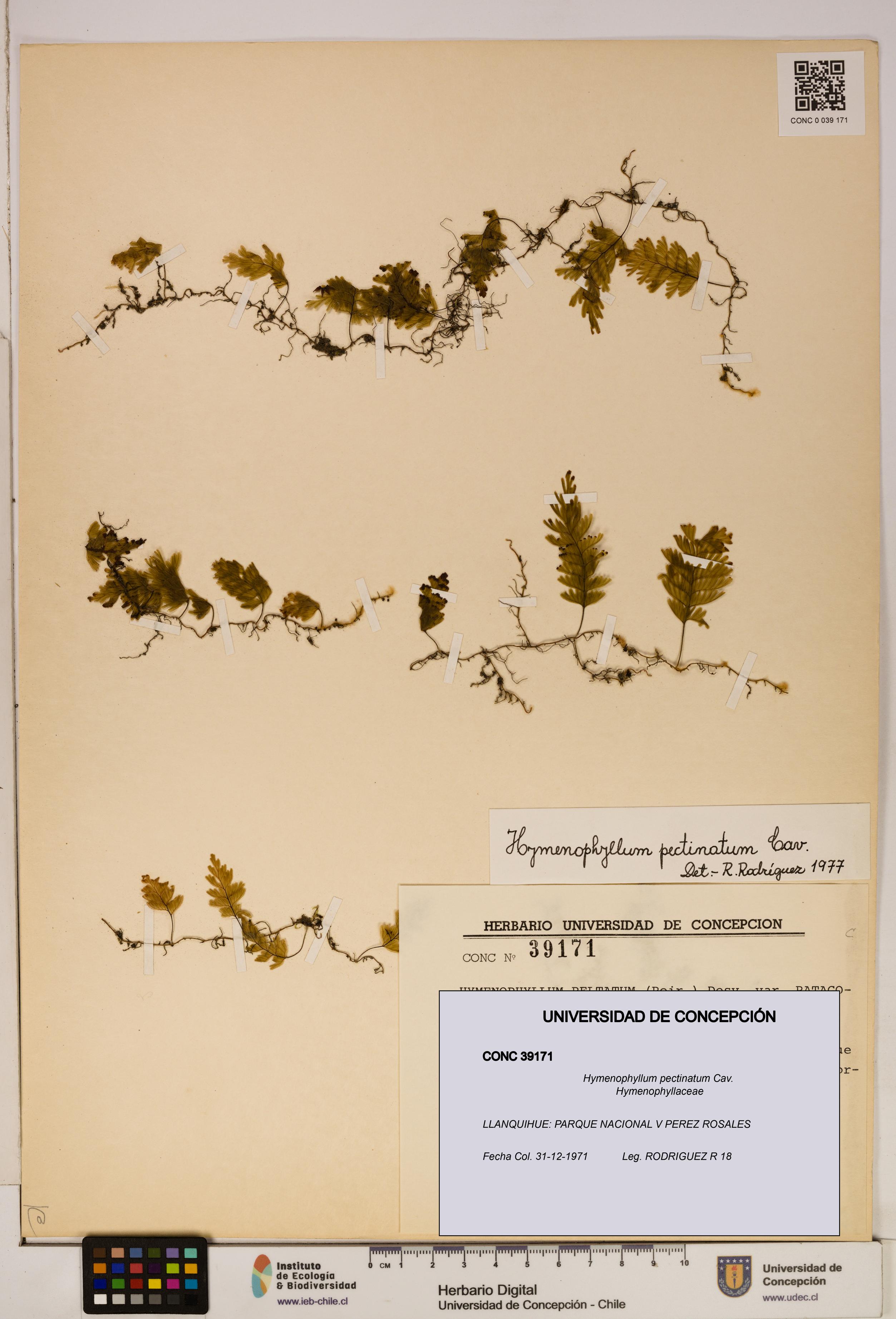 Hymenophyllum pectinatum [Espécimen: ]