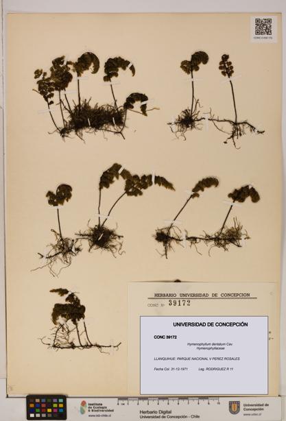 Hymenophyllum dentatum [Espécimen: UDEC:CONC:0039172]