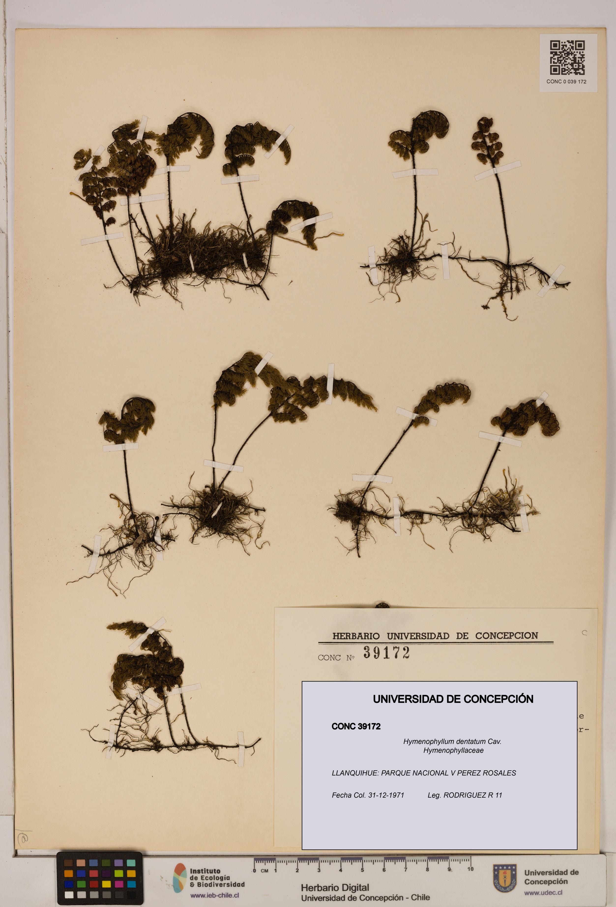 Hymenophyllum dentatum [Espécimen: UDEC:CONC:0039172]