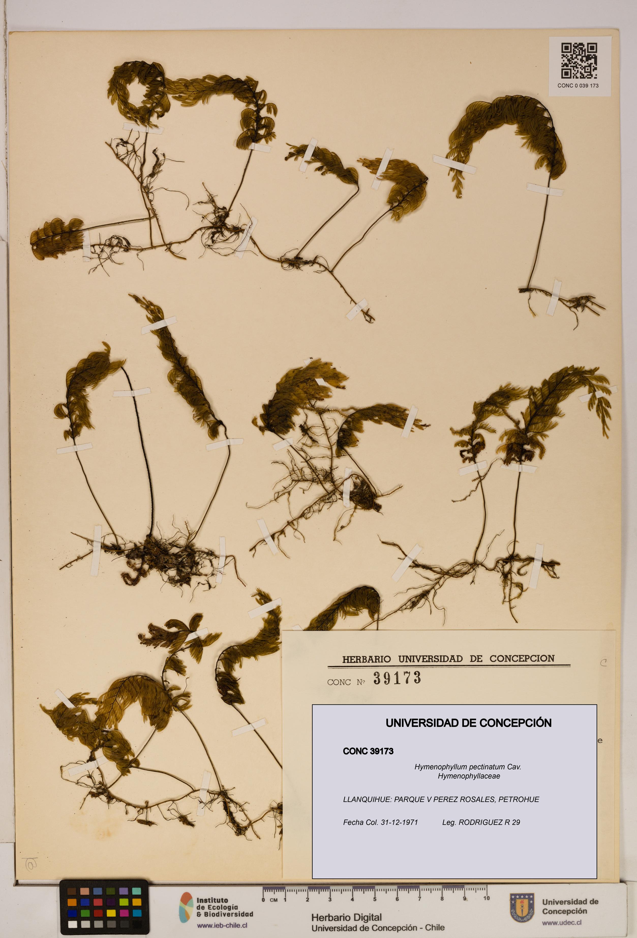 Hymenophyllum pectinatum [Espécimen: ]