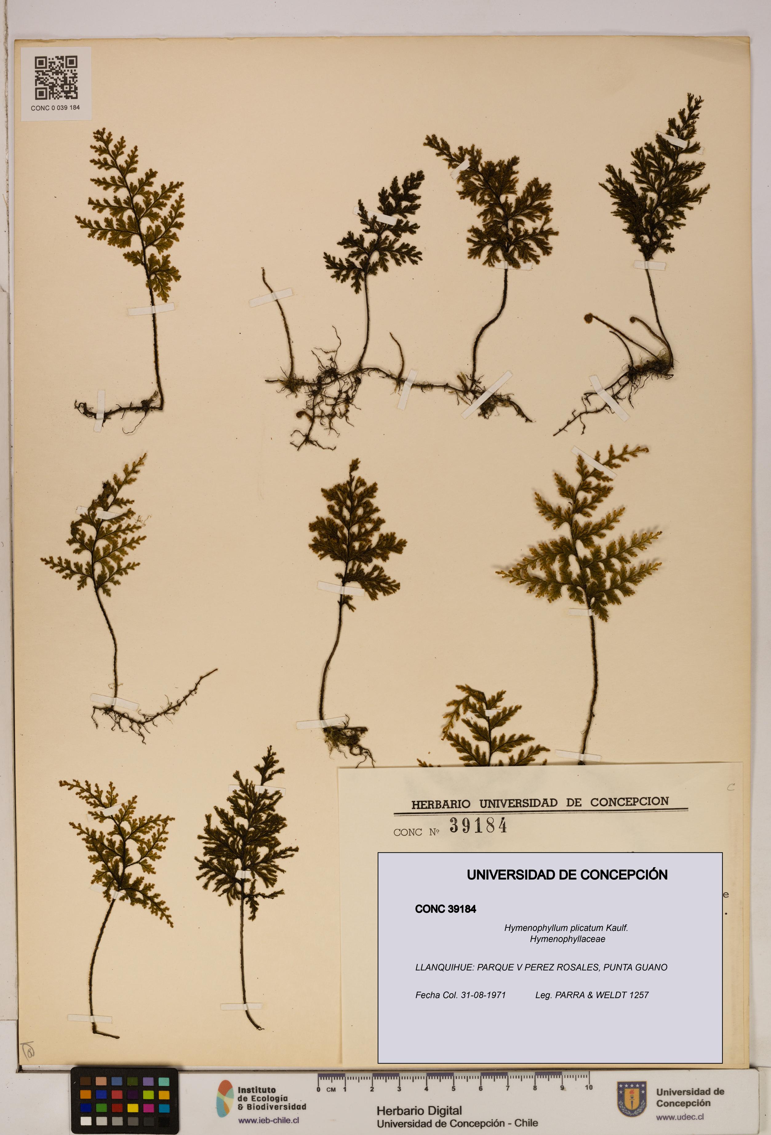 Hymenophyllum plicatum [Espécimen: ]