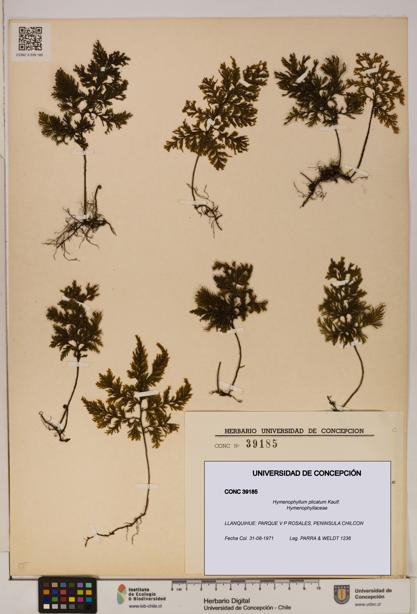 Hymenophyllum plicatum [Espécimen: ]