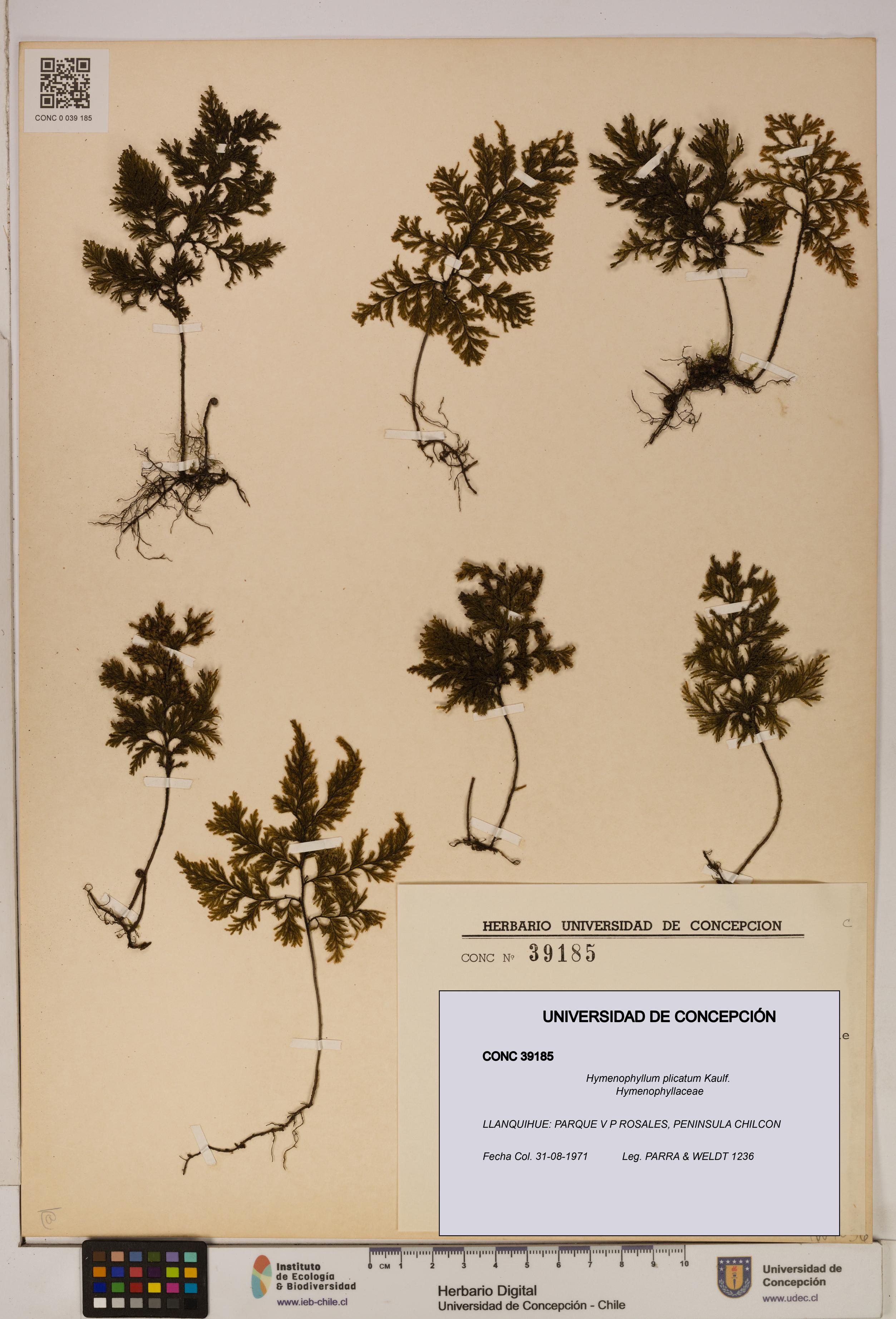 Hymenophyllum plicatum [Espécimen: ]