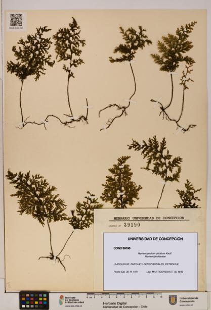 Hymenophyllum plicatum [Espécimen: ]