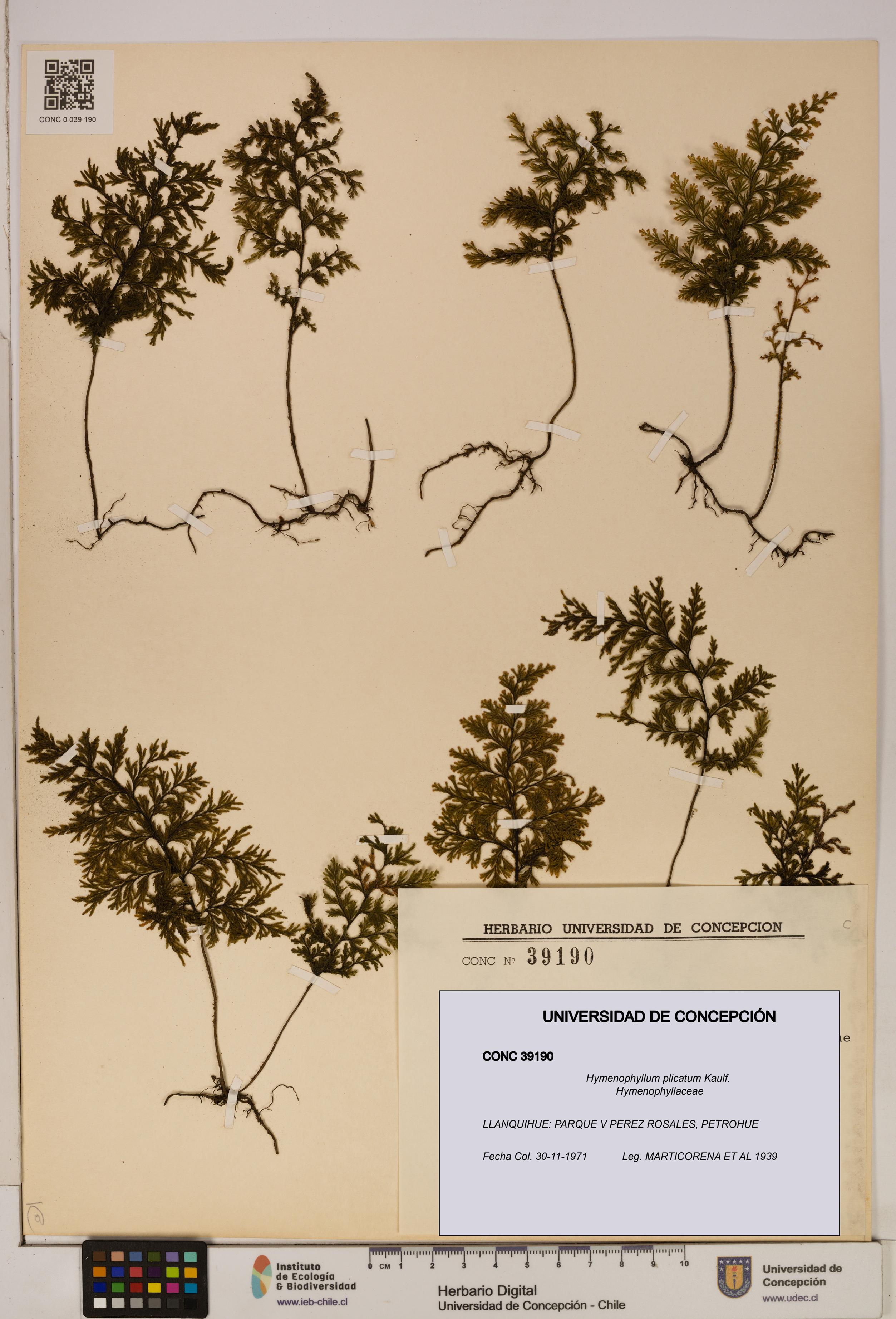 Hymenophyllum plicatum [Espécimen: ]