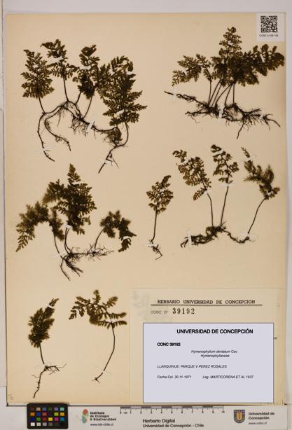Hymenophyllum dentatum [Espécimen: UDEC:CONC:0039192]
