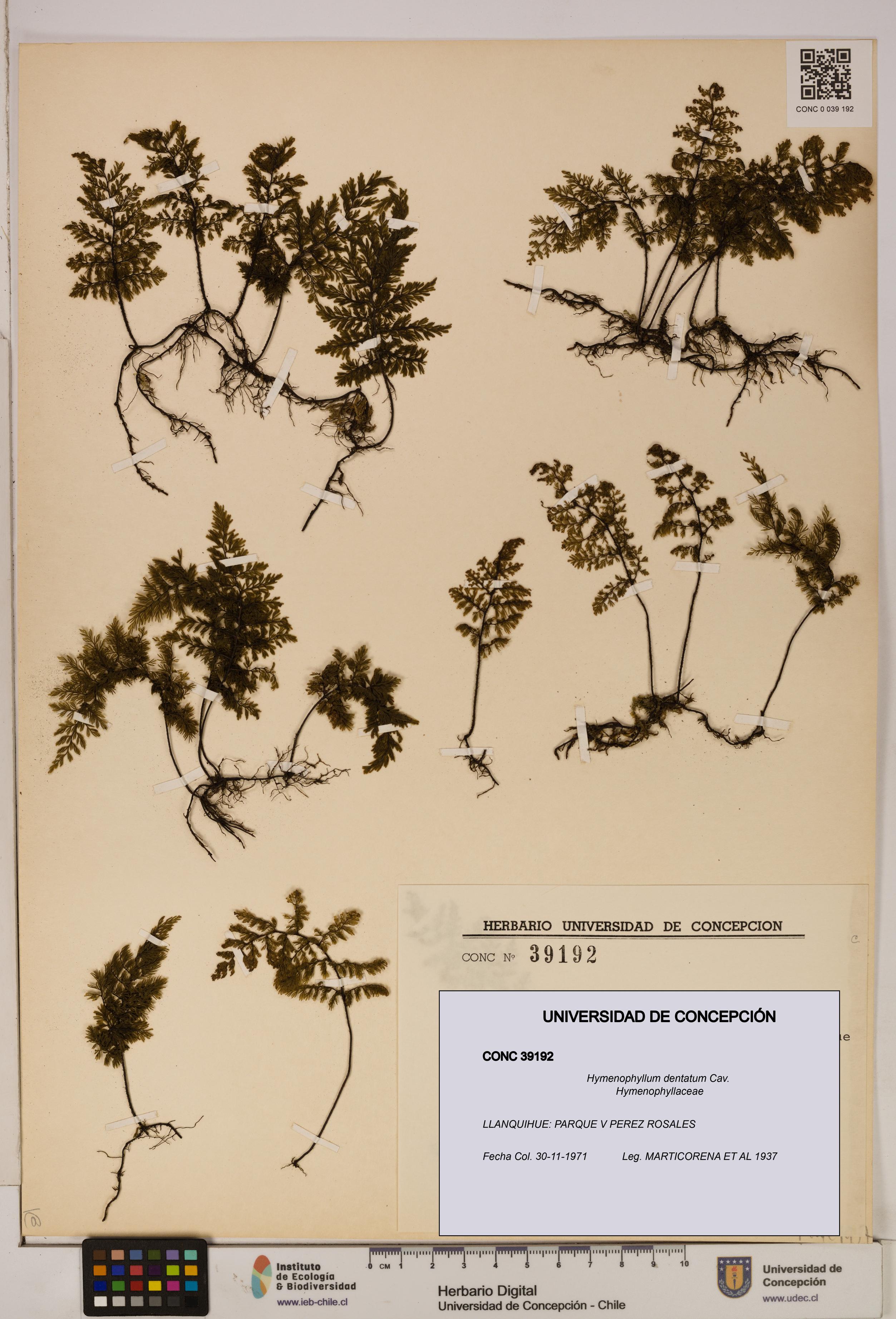 Hymenophyllum dentatum [Espécimen: UDEC:CONC:0039192]