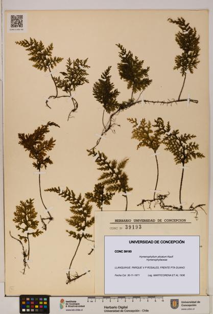 Hymenophyllum plicatum [Espécimen: ]