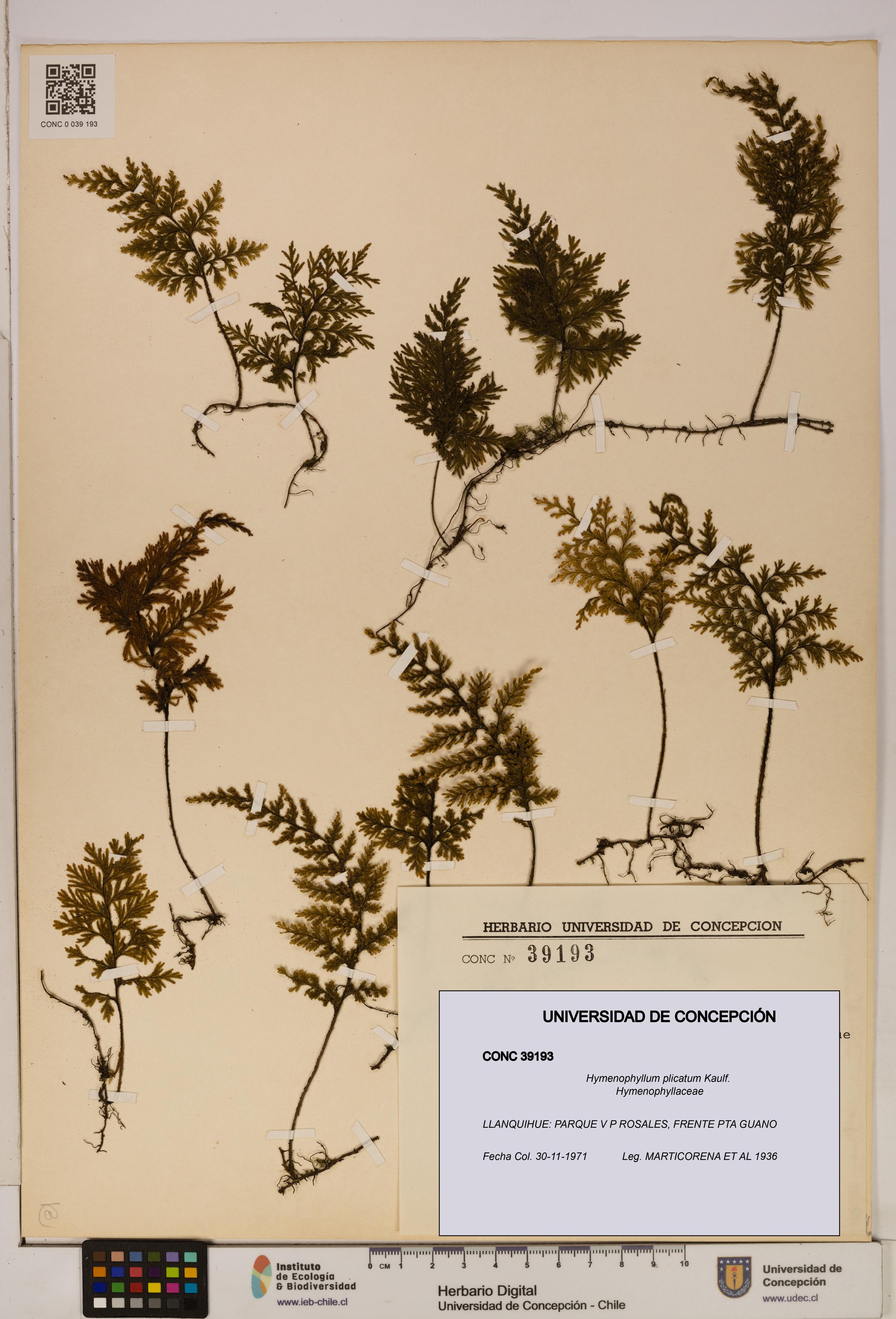 Hymenophyllum plicatum [Espécimen: ]