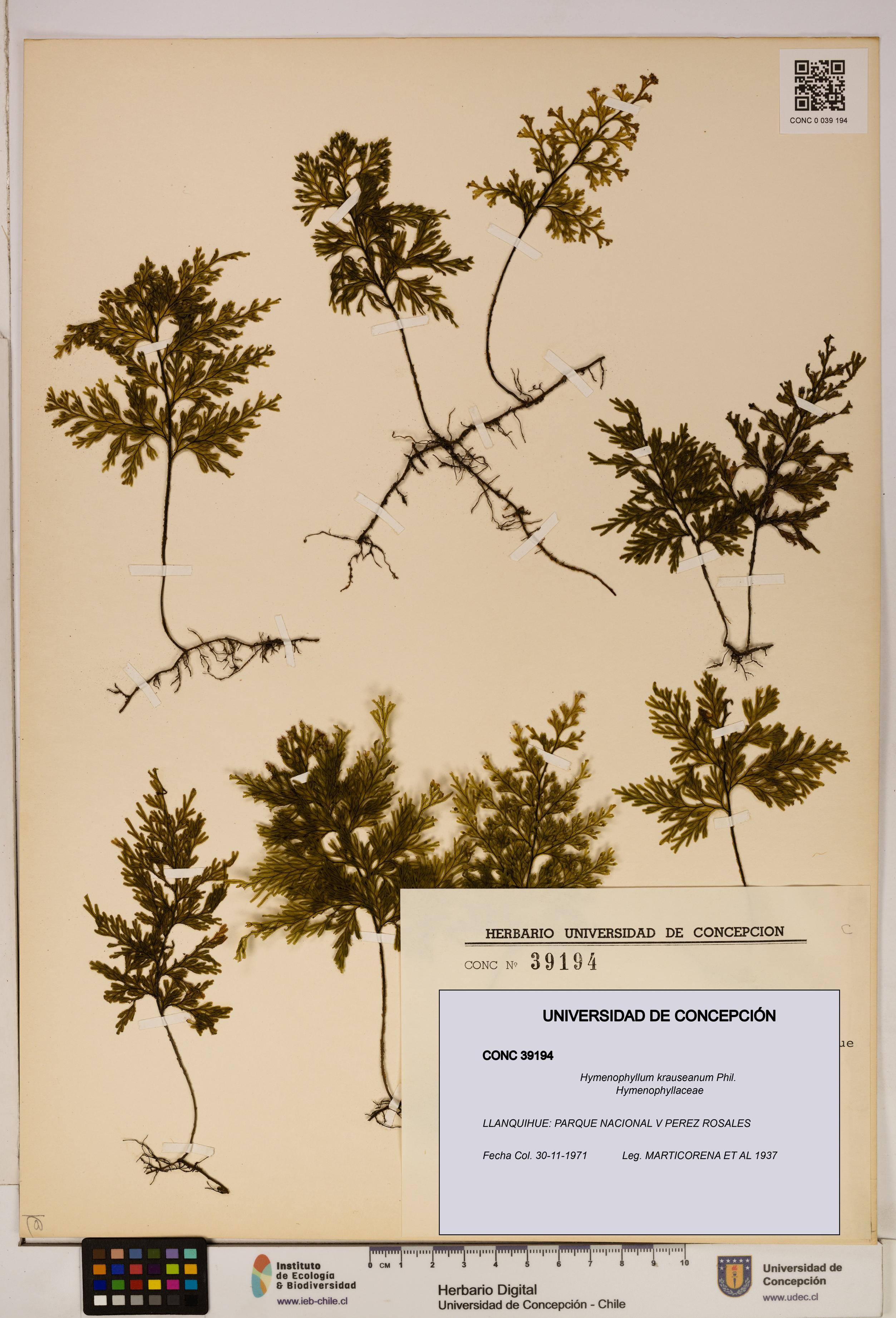 Hymenophyllum krauseanum [Espécimen: ]