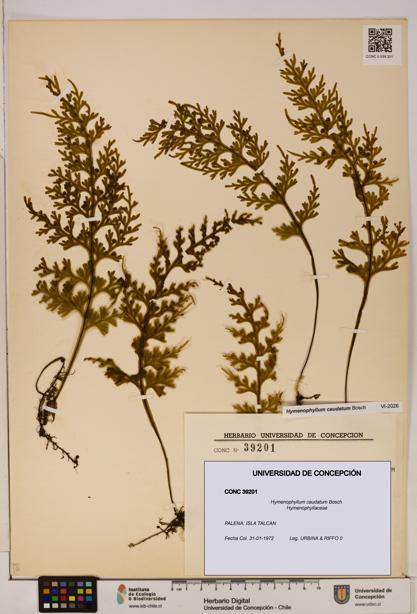 Hymenophyllum caudatum [Espécimen: UDEC:CONC:0039201]