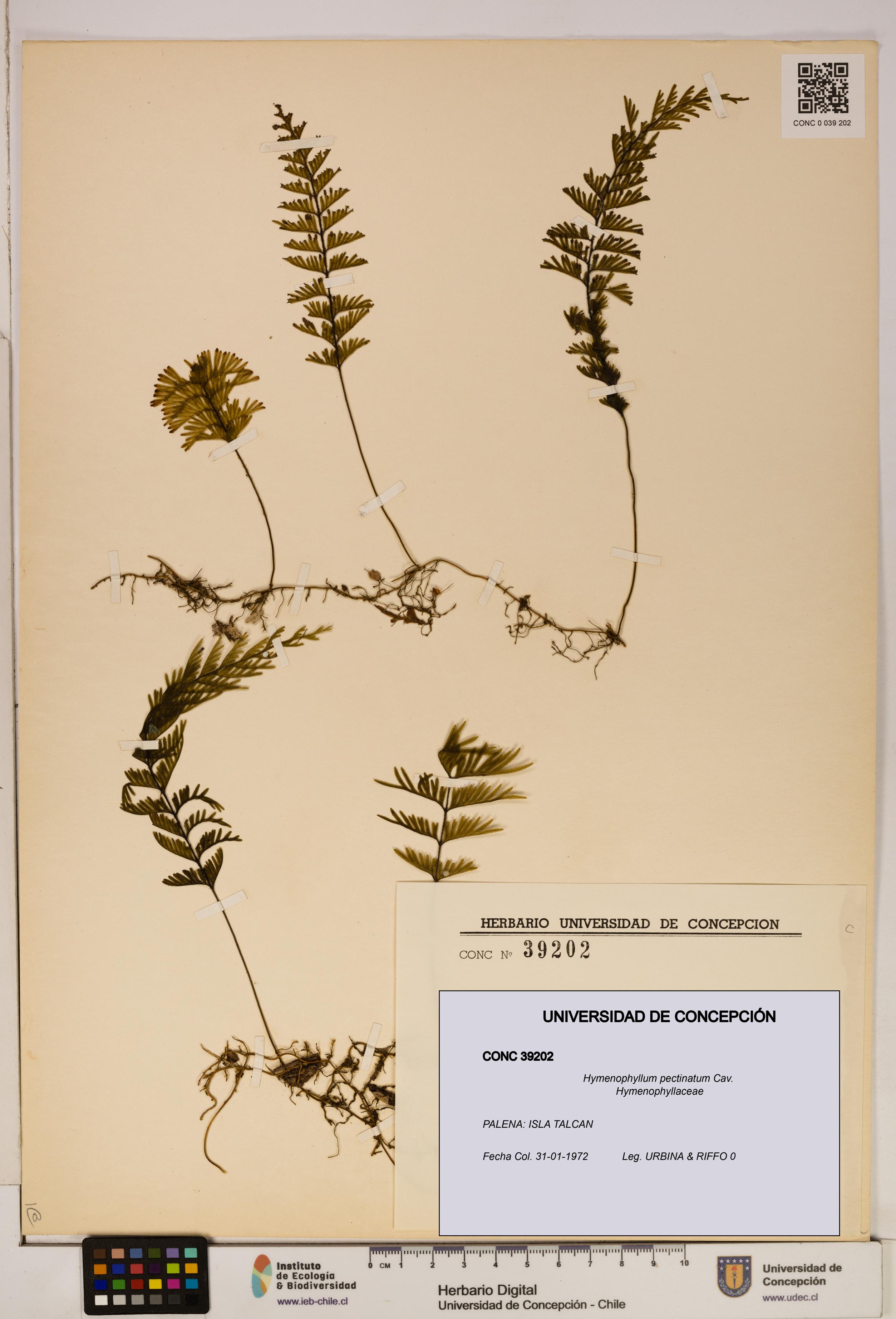 Hymenophyllum pectinatum [Espécimen: ]