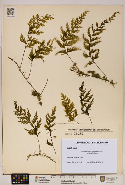 Hymenophyllum krauseanum [Espécimen: ]