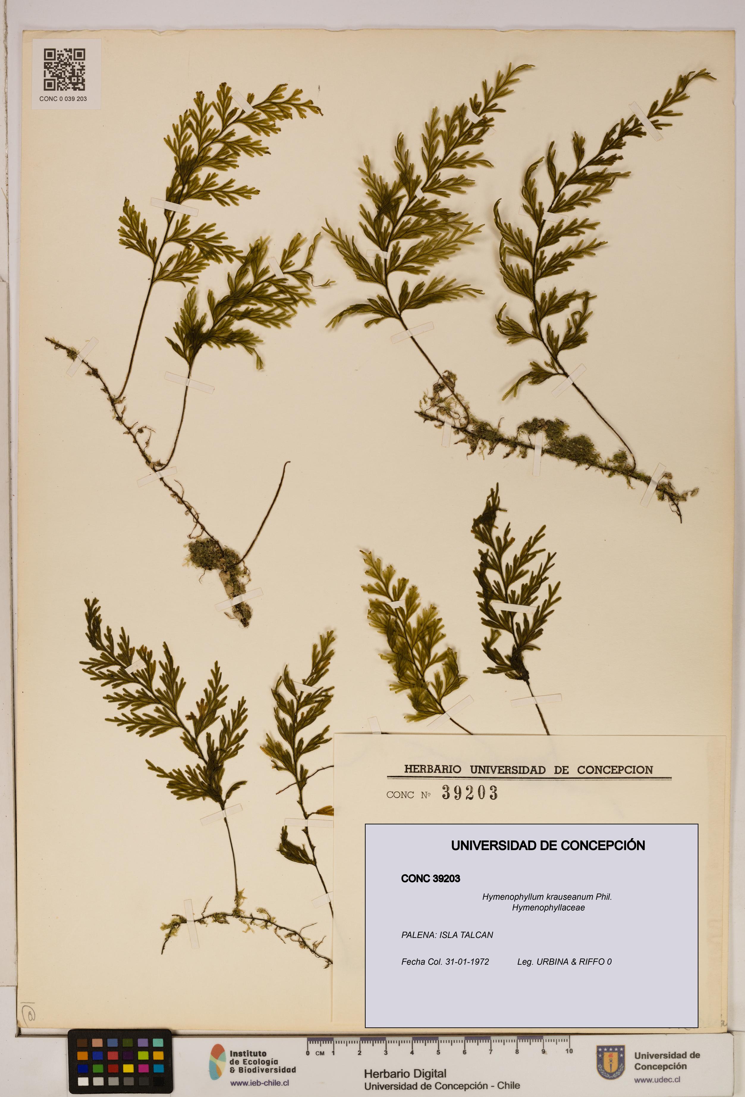 Hymenophyllum krauseanum [Espécimen: ]