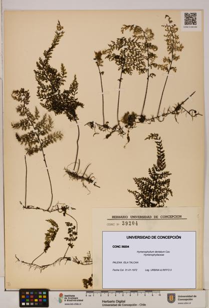 Hymenophyllum dentatum [Espécimen: UDEC:CONC:0039204]