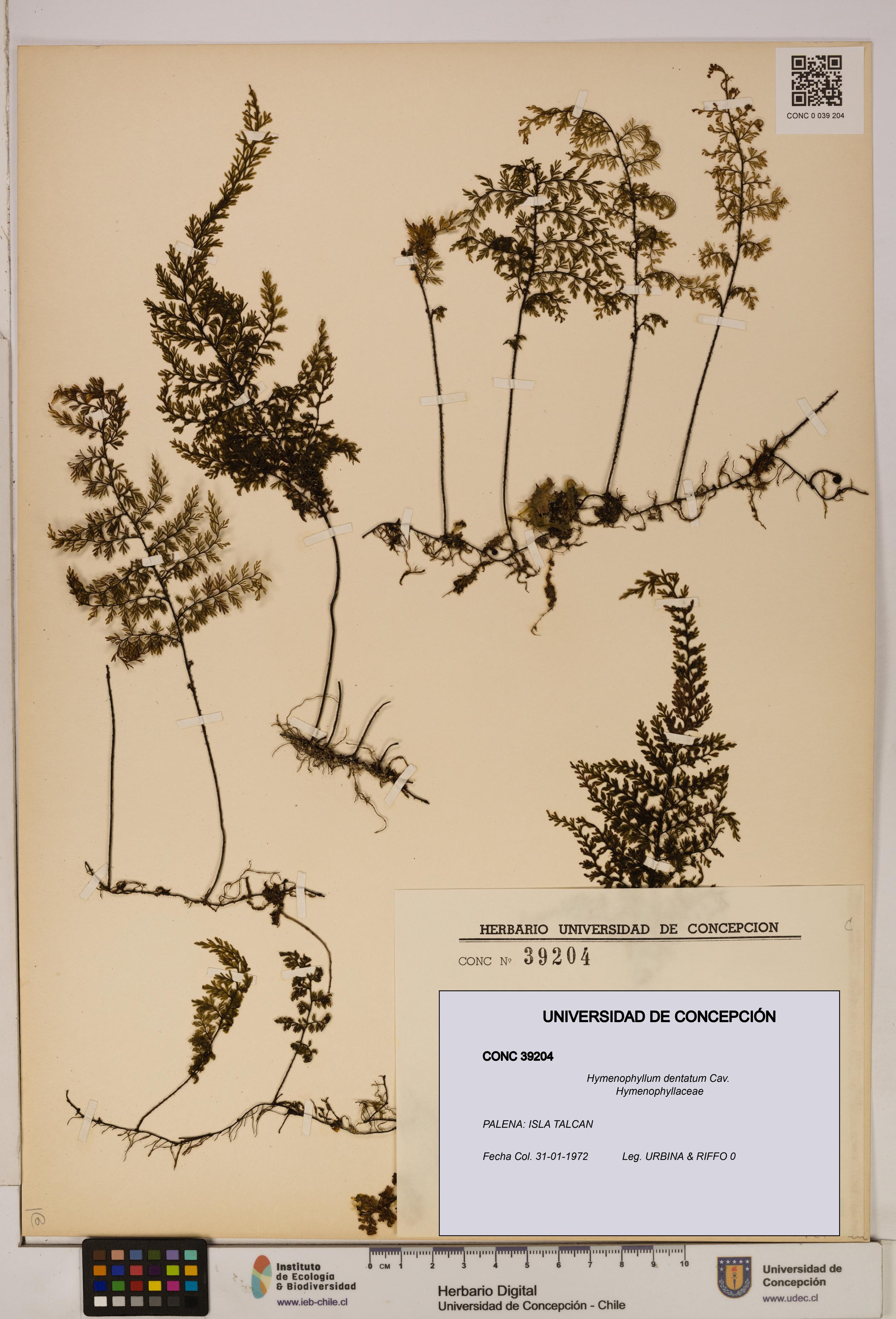 Hymenophyllum dentatum [Espécimen: UDEC:CONC:0039204]