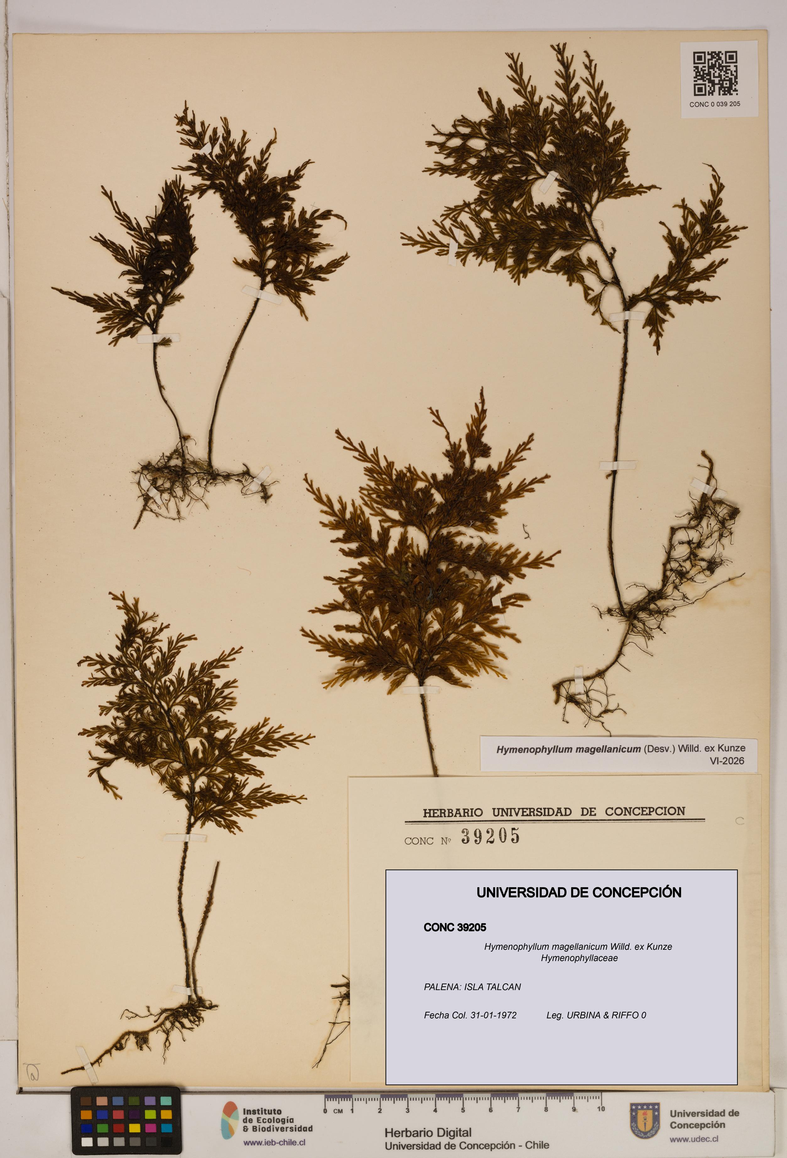 Hymenophyllum magellanicum [Espécimen: ]