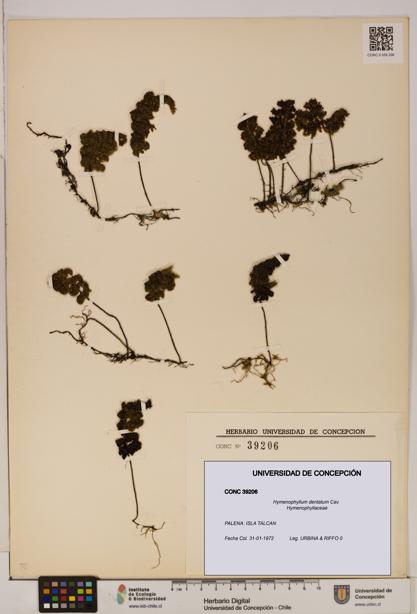 Hymenophyllum dentatum [Espécimen: UDEC:CONC:0039206]