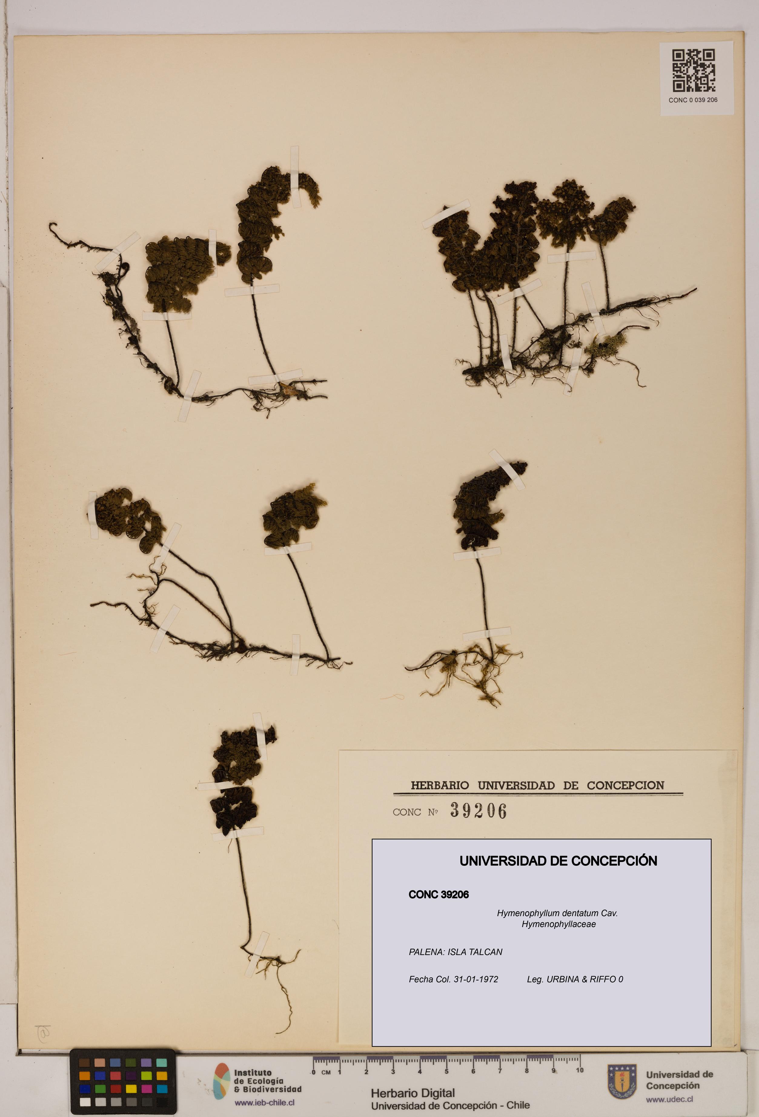 Hymenophyllum dentatum [Espécimen: UDEC:CONC:0039206]