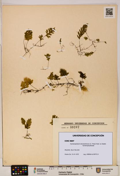 Hymenophyllum dicranotrichum [Espécimen: UDEC:CONC:0039207]