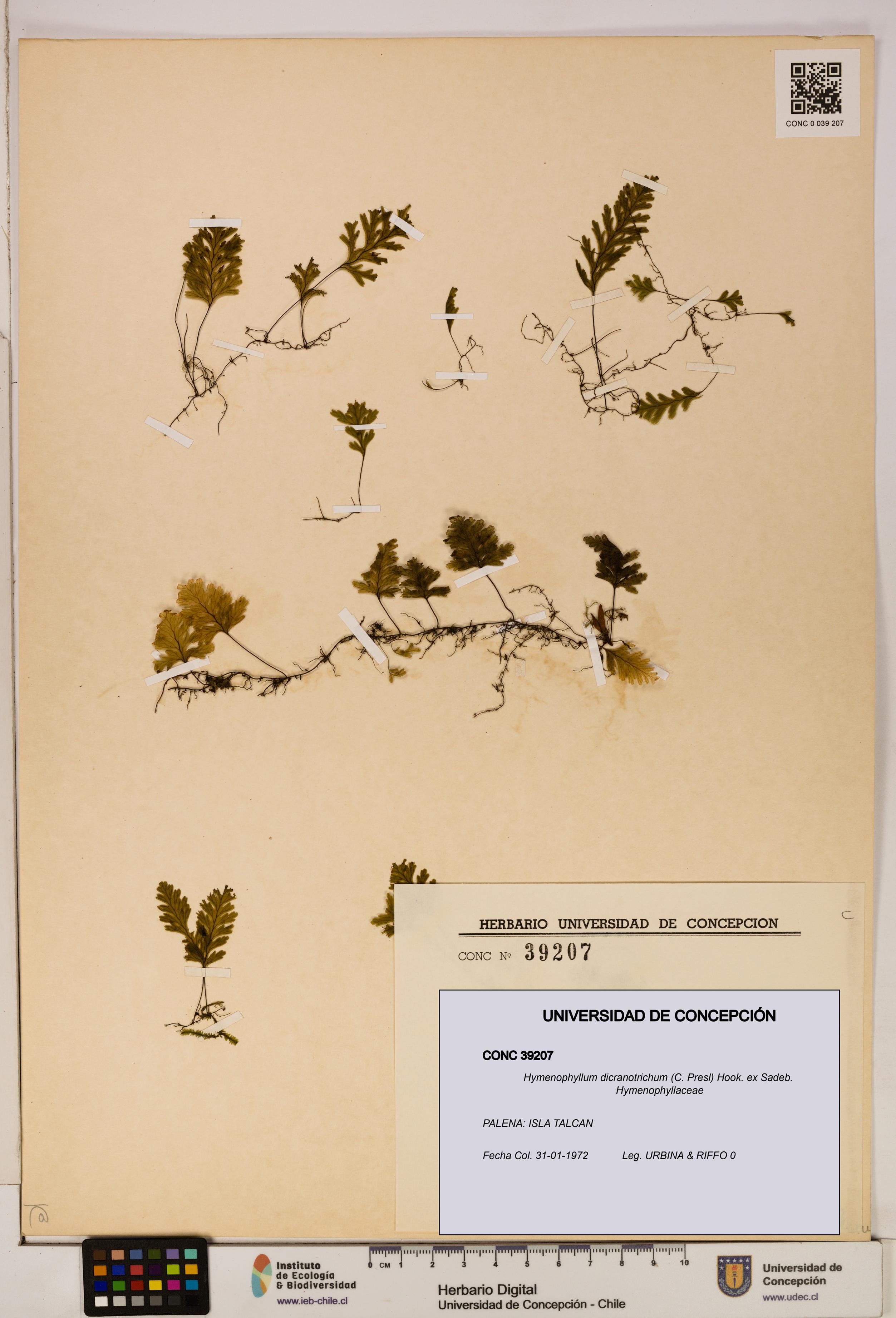 Hymenophyllum dicranotrichum [Espécimen: UDEC:CONC:0039207]
