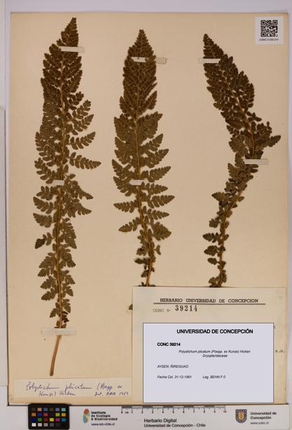Polystichum plicatum [Espécimen: UDEC:CONC:0039214]