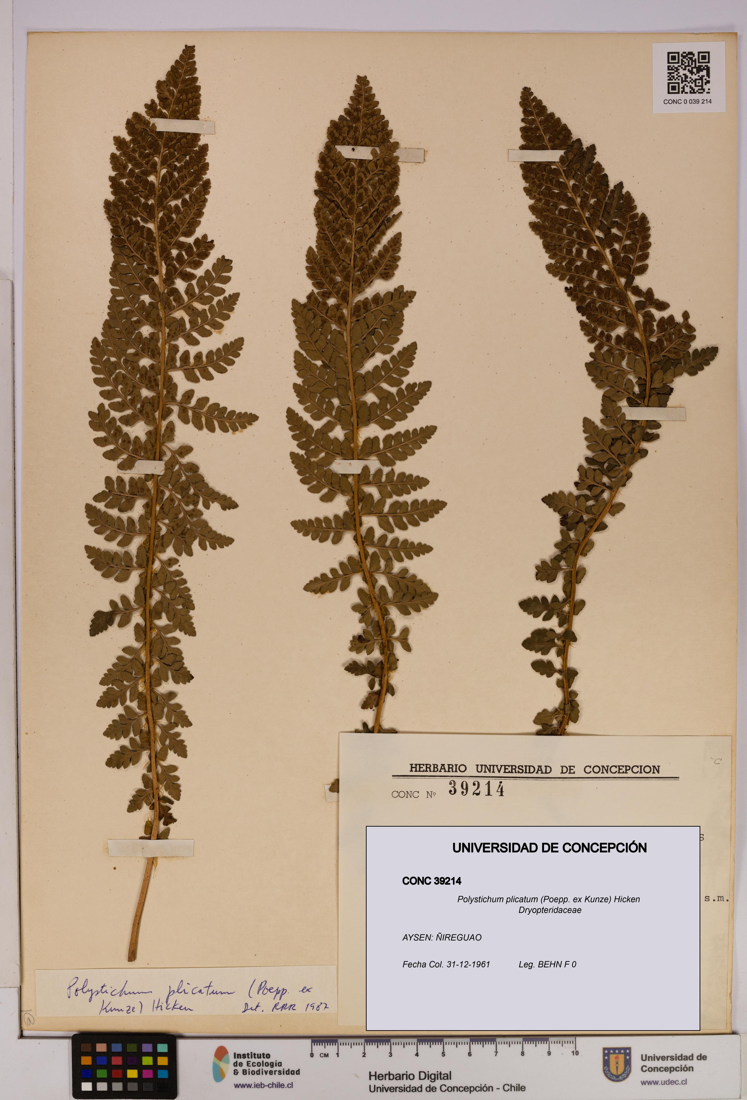 Polystichum plicatum [Espécimen: UDEC:CONC:0039214]