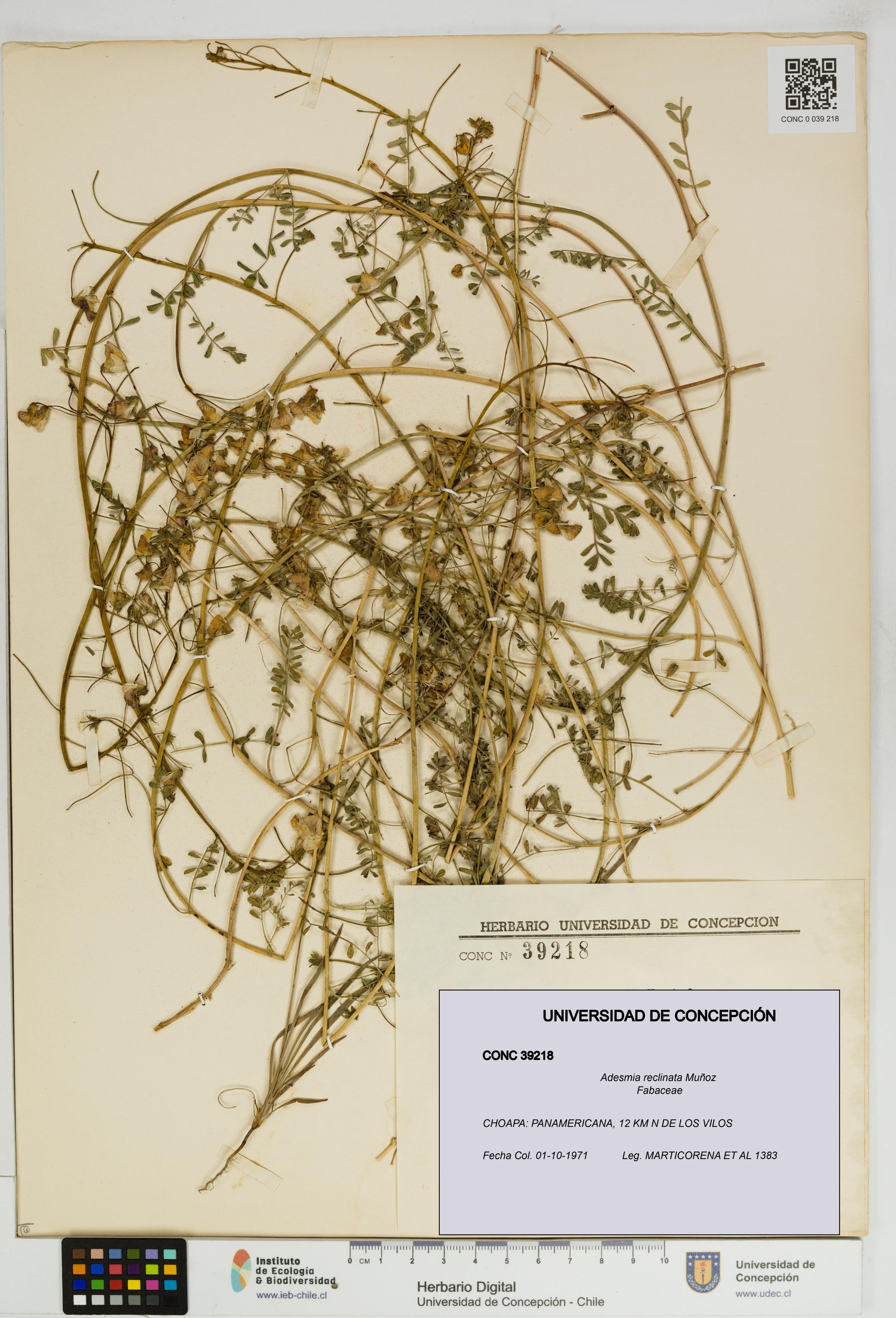 Adesmia reclinata [Espécimen: UDEC:CONC:0039218]
