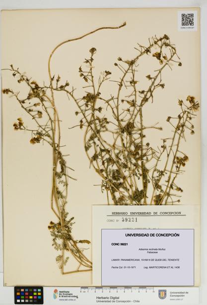 Adesmia reclinata [Espécimen: UDEC:CONC:0039221]