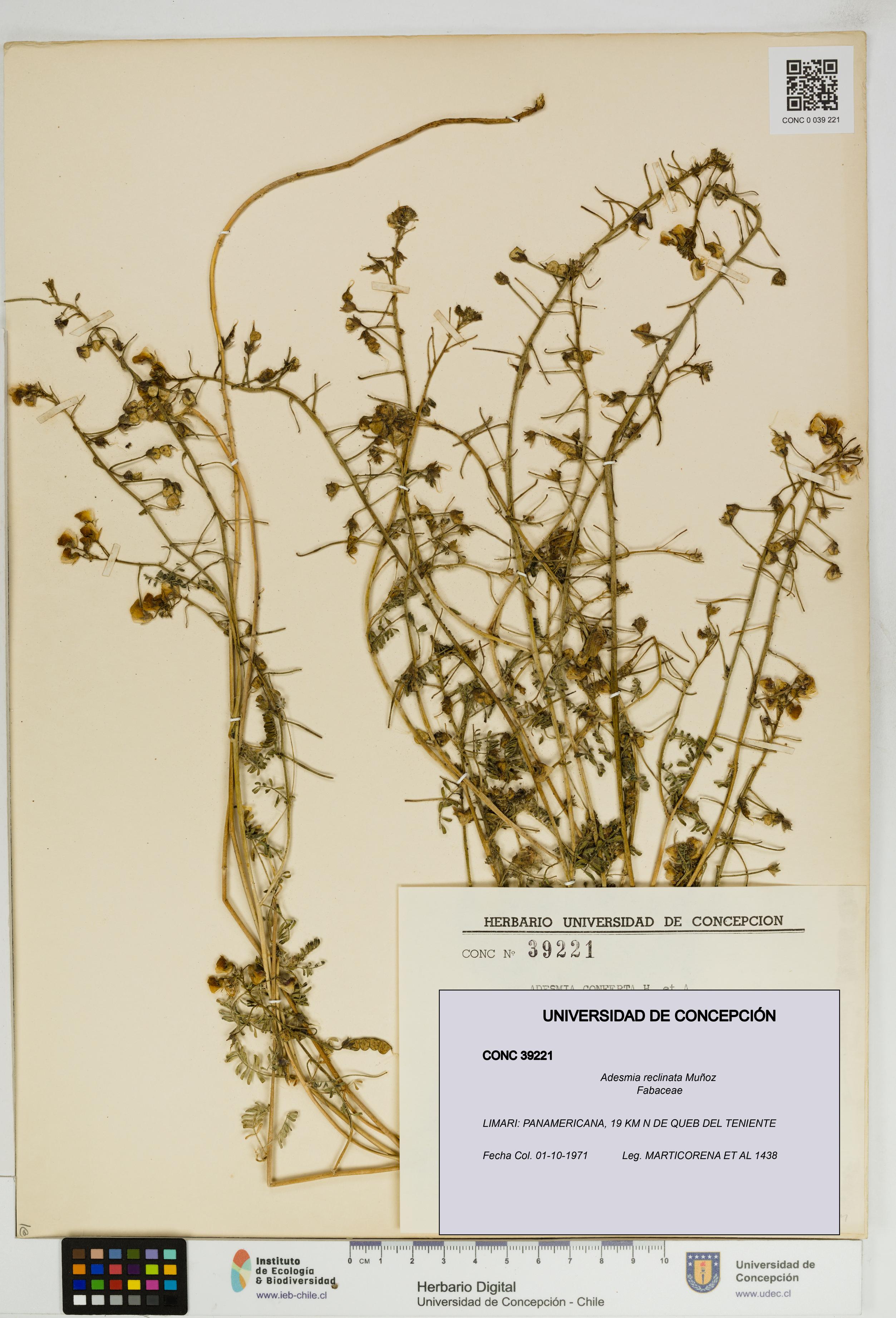 Adesmia reclinata [Espécimen: UDEC:CONC:0039221]