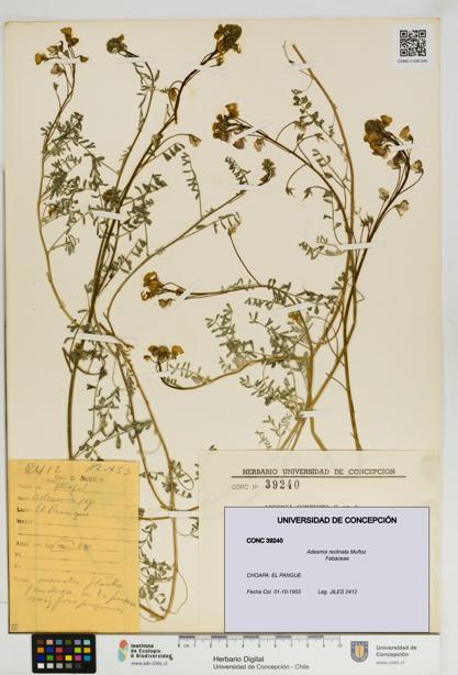 Adesmia reclinata [Espécimen: UDEC:CONC:0039240]