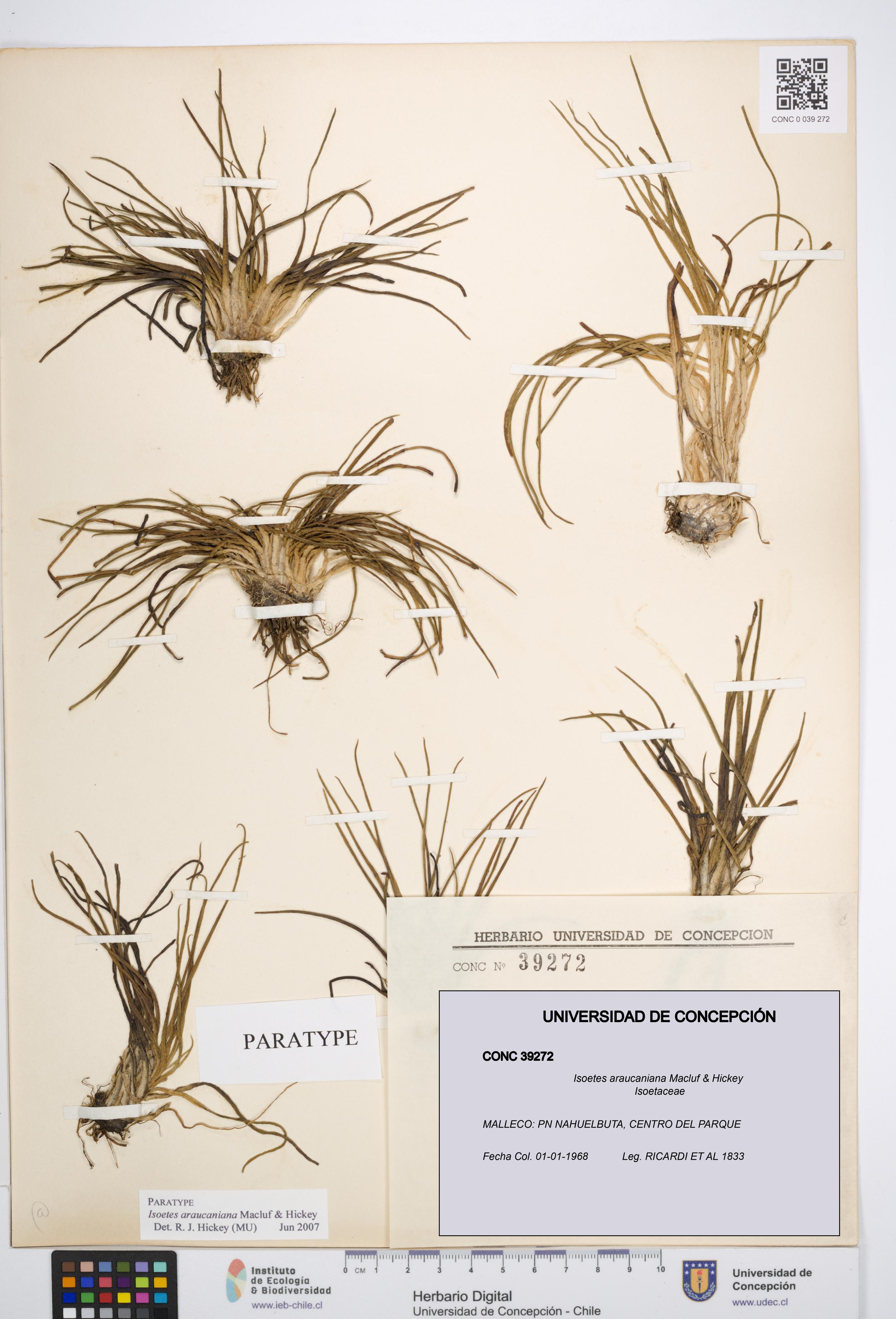 Isoetes araucaniana [Espécimen: UDEC:CONC:0039272]
