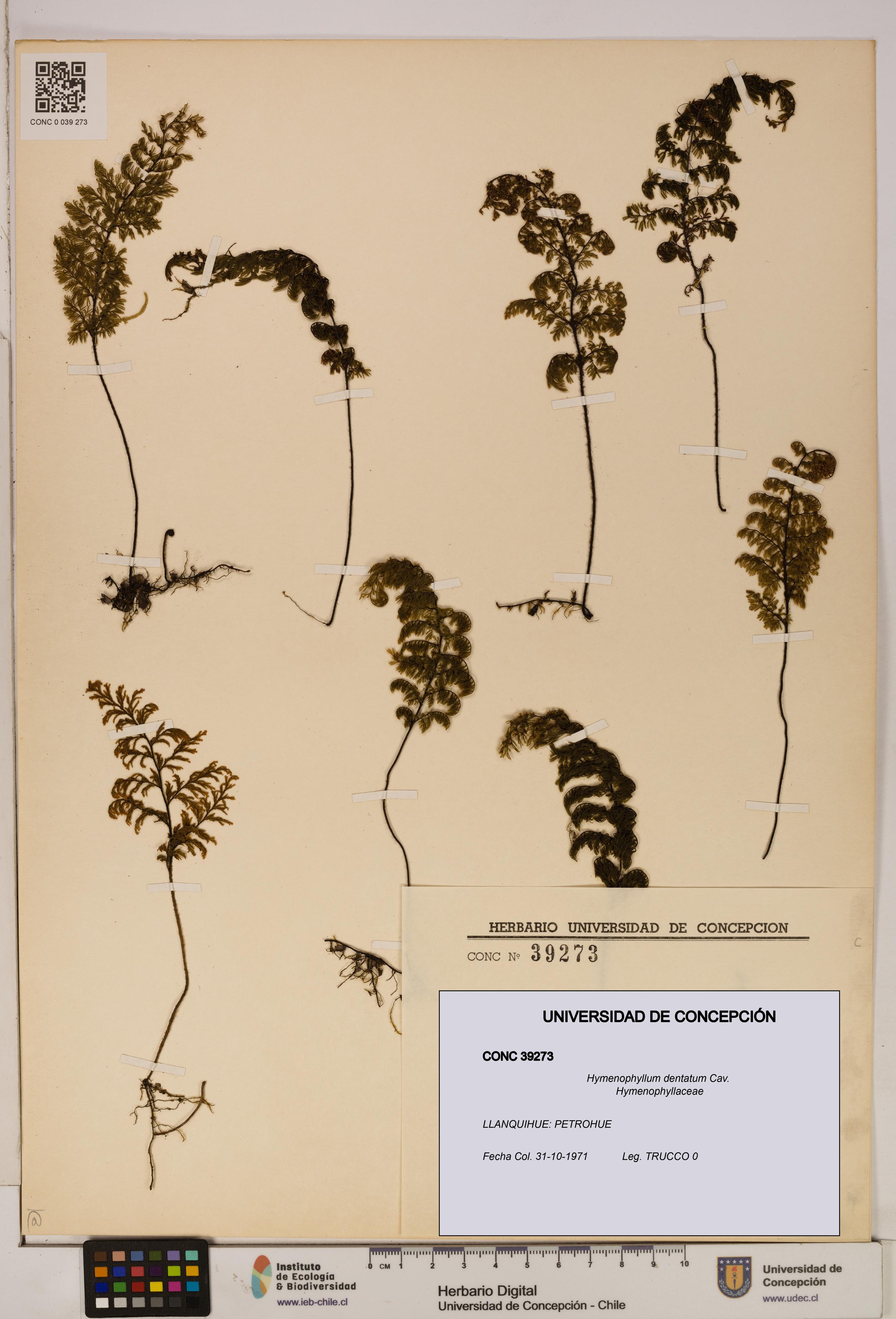Hymenophyllum dentatum [Espécimen: UDEC:CONC:0039273]
