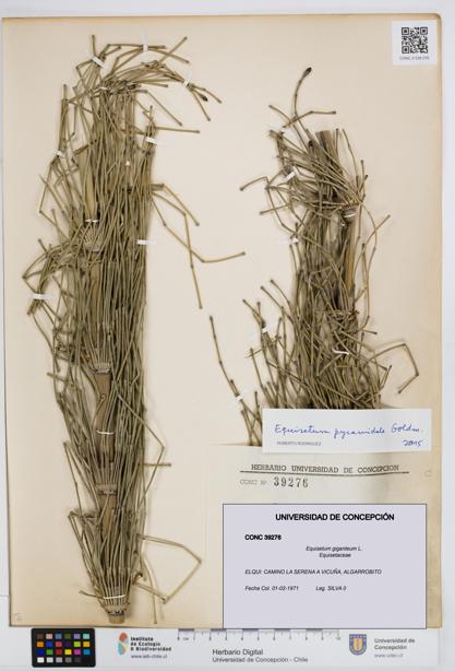 Equisetum giganteum [Espécimen: UDEC:CONC:0039276]