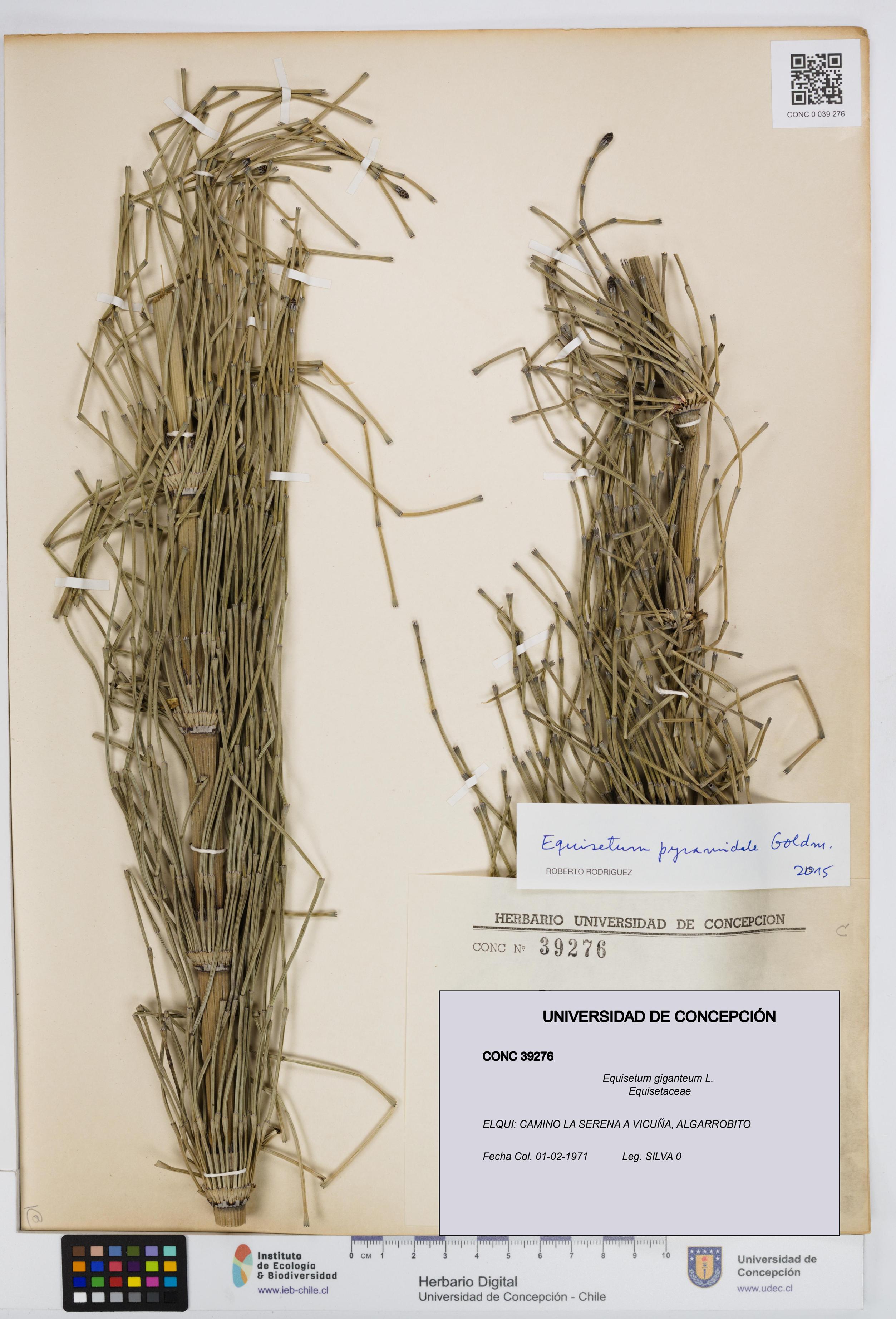 Equisetum giganteum [Espécimen: UDEC:CONC:0039276]