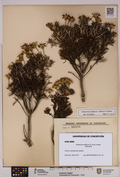 Chiliotrichum diffusum [Espécimen: UDEC:CONC:0039280]