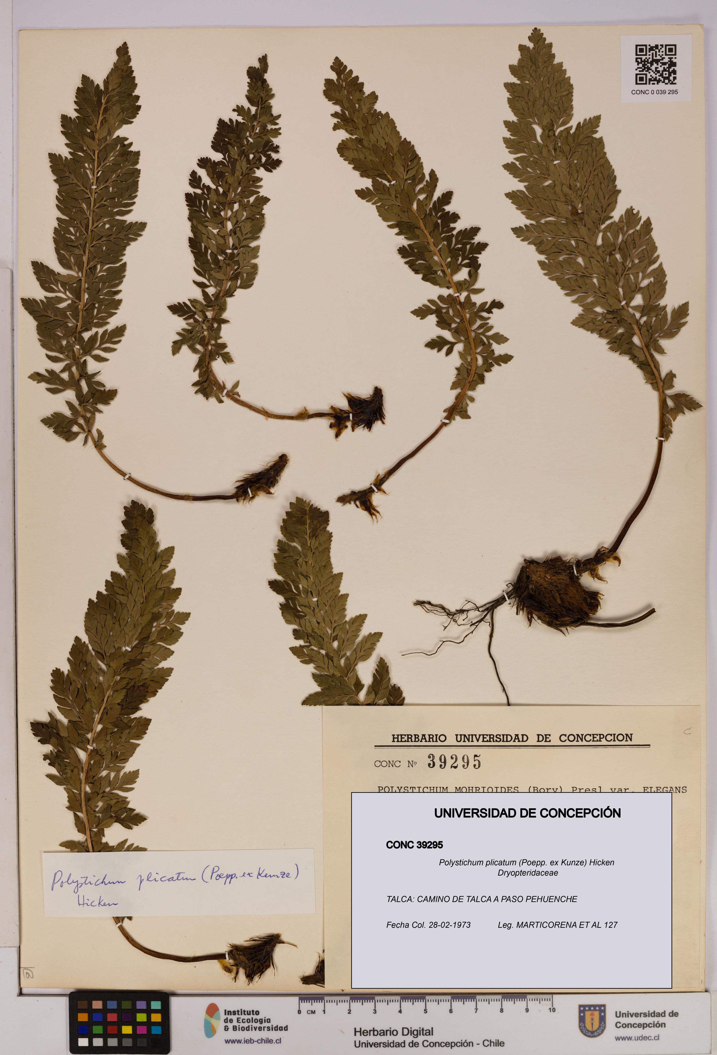 Polystichum plicatum [Espécimen: UDEC:CONC:0039295]
