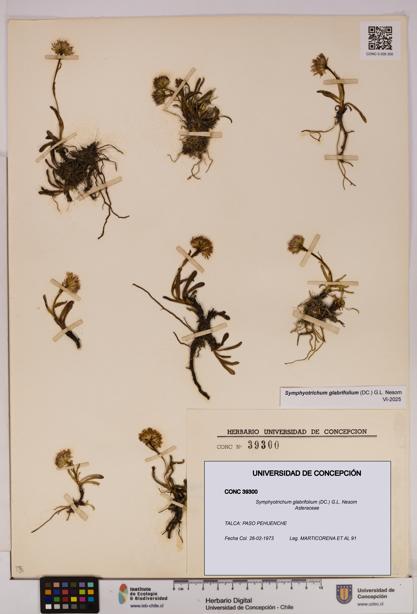 Symphyotrichum glabrifolium [Espécimen: UDEC:CONC:0039300]