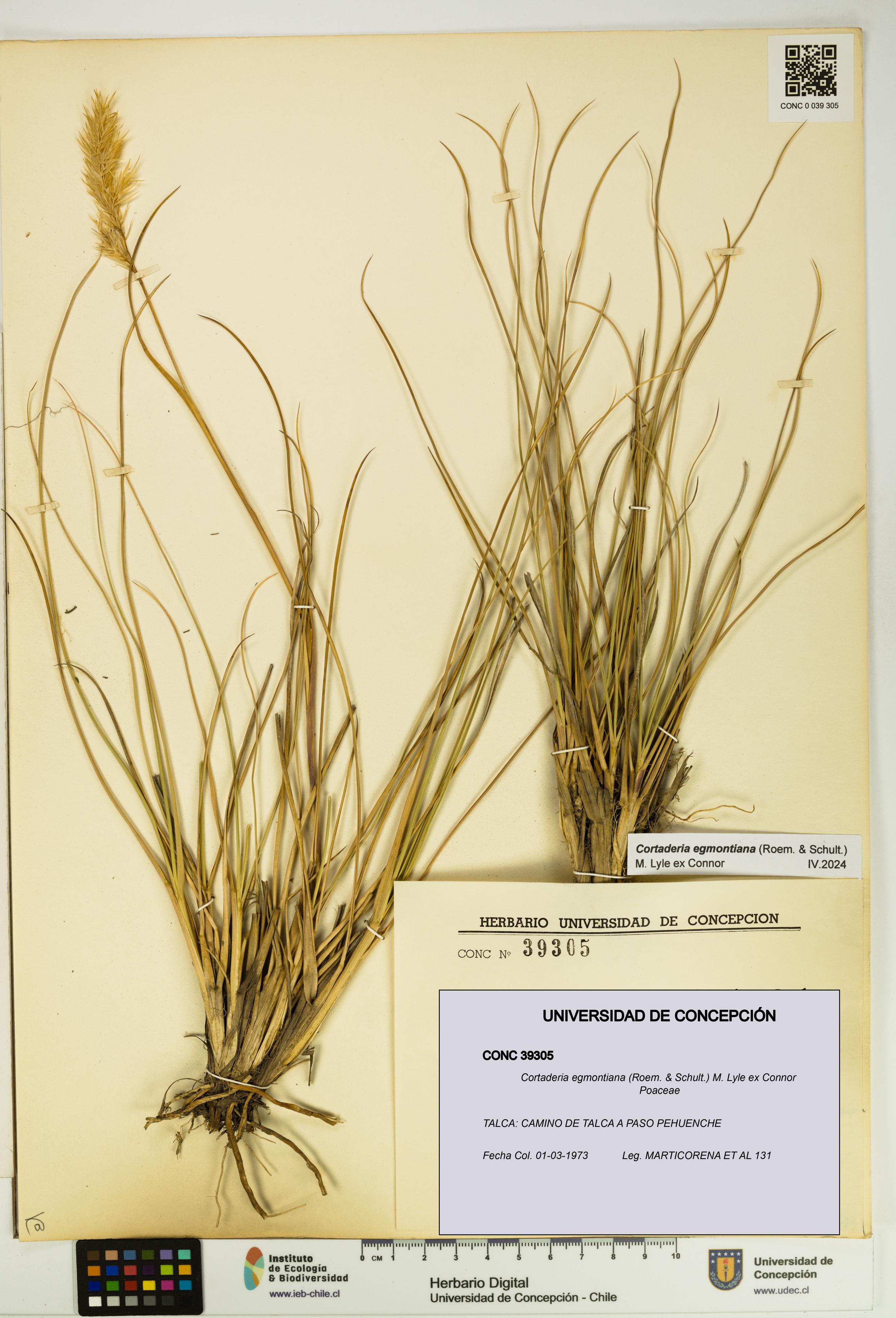 Cortaderia egmontiana [Espécimen: UDEC:CONC:0039305]