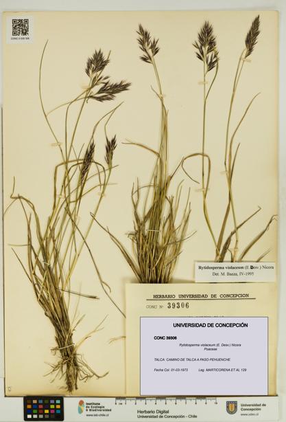 Rytidosperma violaceum [Espécimen: UDEC:CONC:0039306]