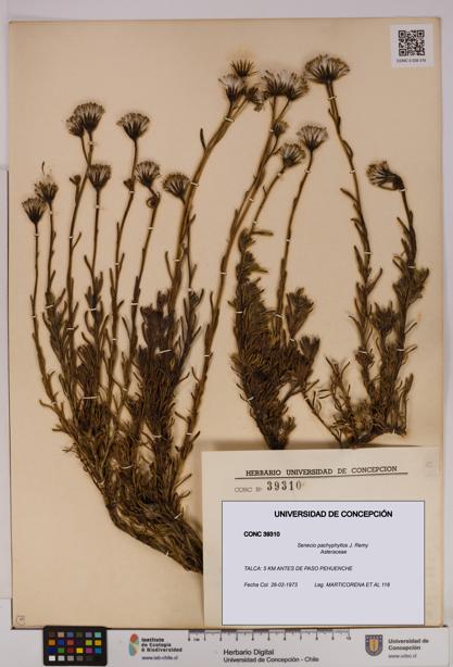 Senecio pachyphyllos [Espécimen: UDEC:CONC:0039310]