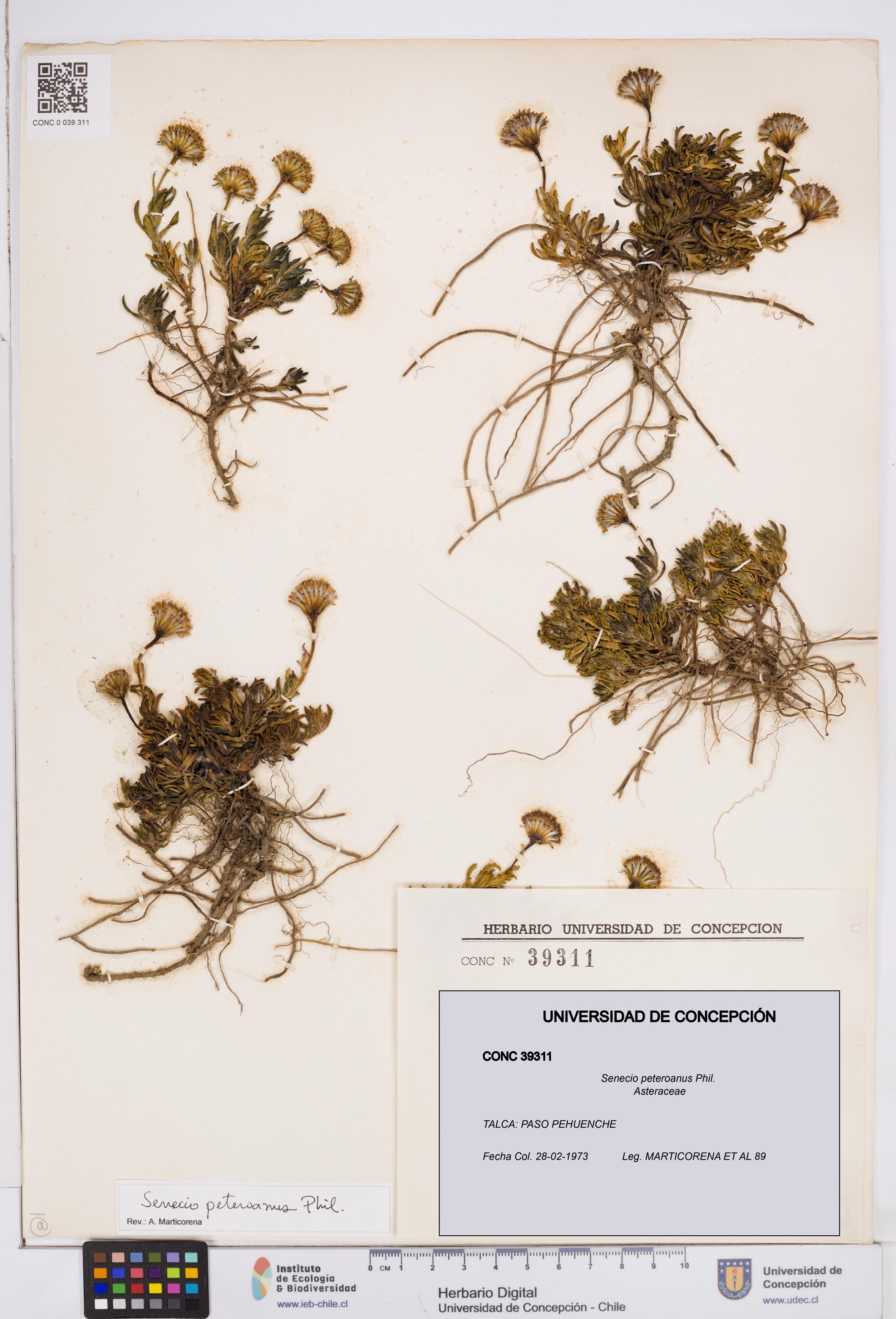 Senecio peteroanus [Espécimen: ]