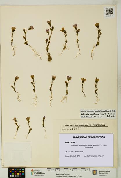 Gentianella magellanica [Espécimen: UDEC:CONC:0039312]