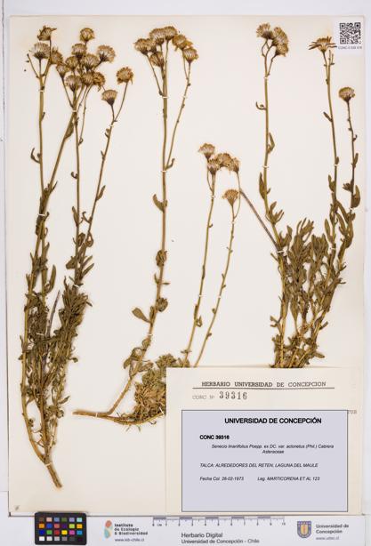 Senecio linariifolius var. aclonetus [Espécimen: ]