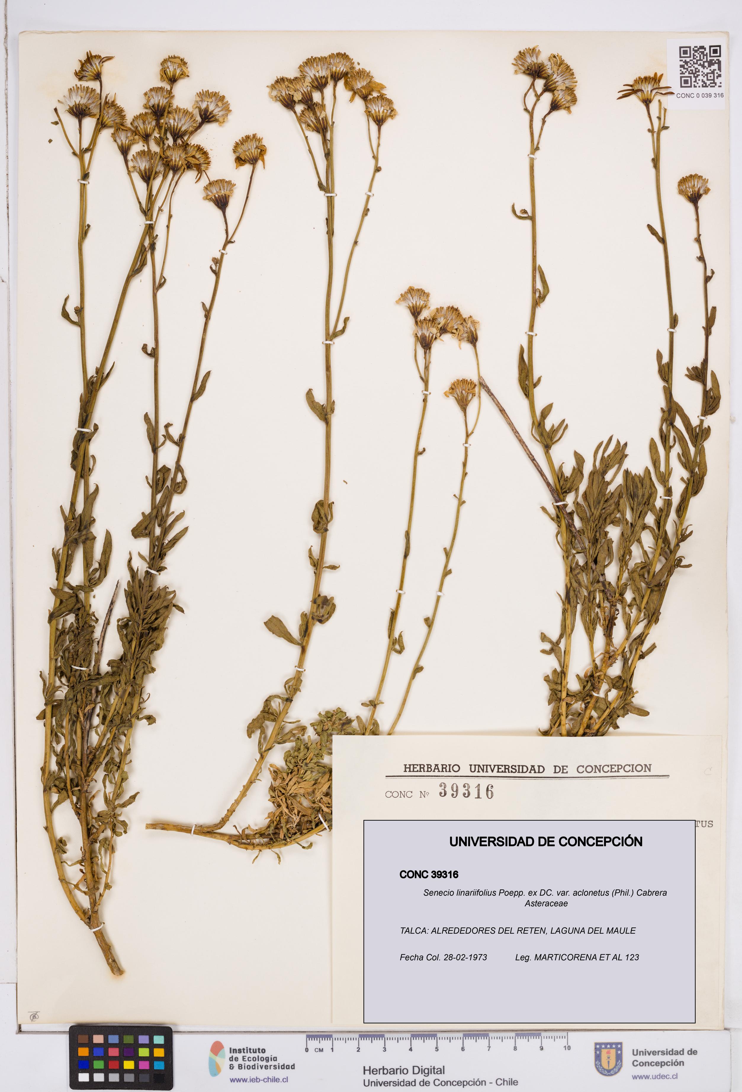 Senecio linariifolius var. aclonetus [Espécimen: ]