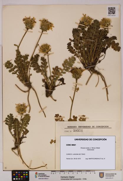 Perezia lyrata [Espécimen: UDEC:CONC:0039321]