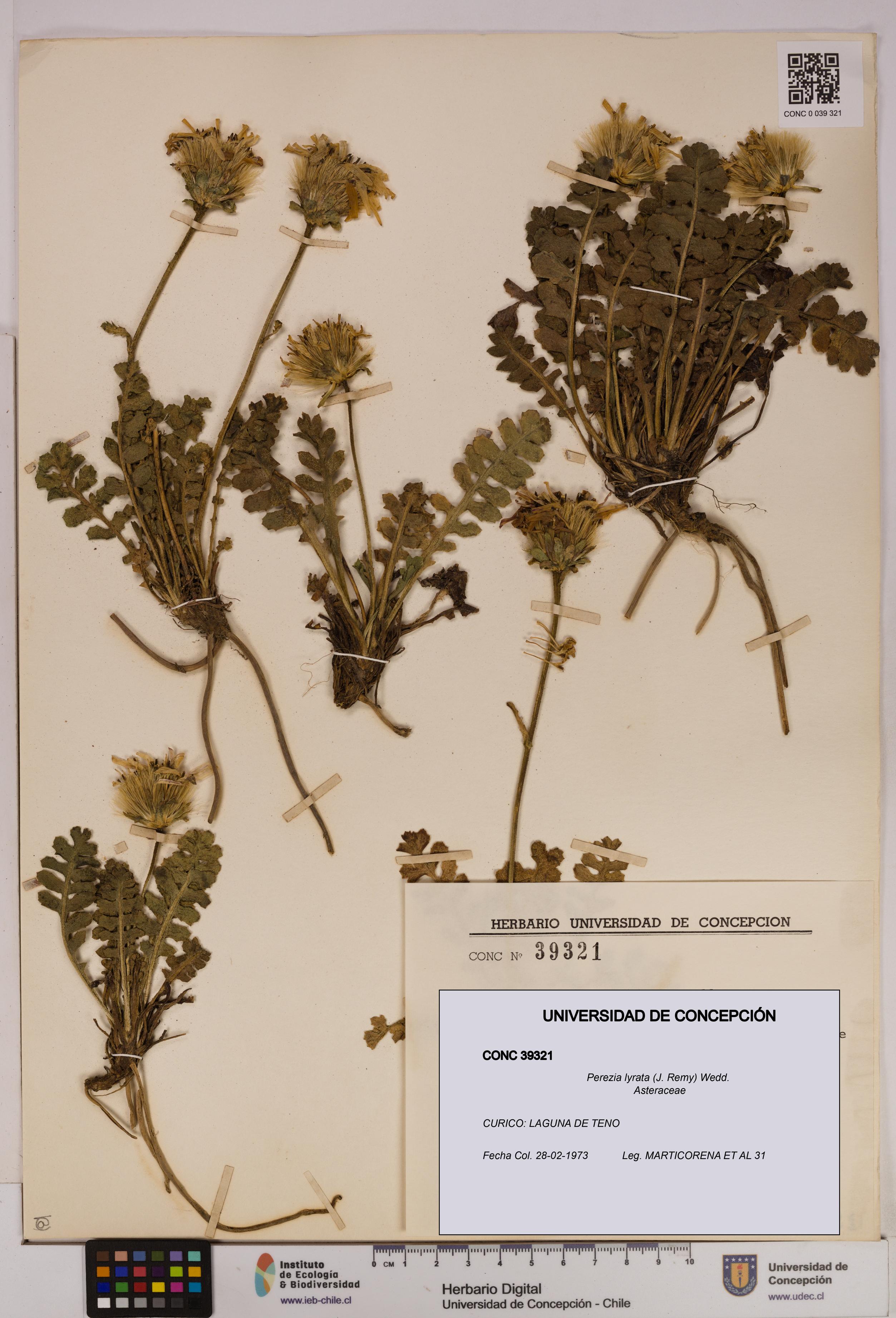 Perezia lyrata [Espécimen: UDEC:CONC:0039321]